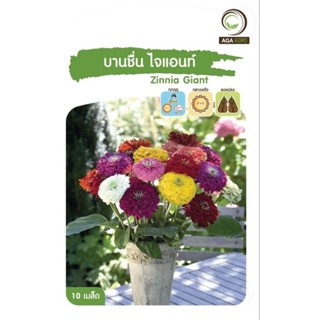 เมล็ดพันธุ์ ดอกไม้ บานชื่น ไจแอนท์ (Zinnia Giant)