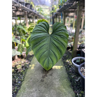 Philodendron sp Columbia