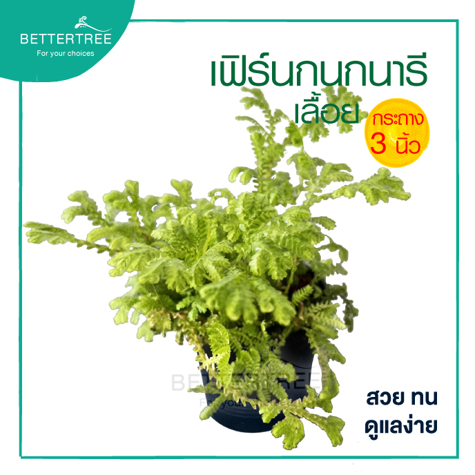 เฟรินกนกนารีเลื้อย กระถาง 3 นิ้ว ต้นไม้ฟอกอากาศ