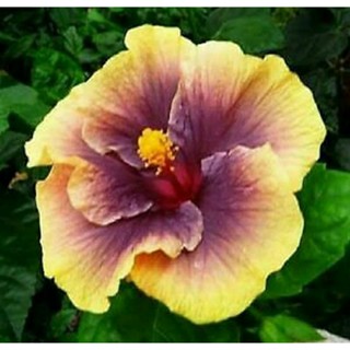 เมล็ดพันธุ์ชบาแคริบเบี้ยน ซันชายน์ ไบรท์(Sunshine Bright Caribbean Hibiscus Seed)บรรจุ 10 เมล็ด ของแท้ คุณภาพดี นำเข้า