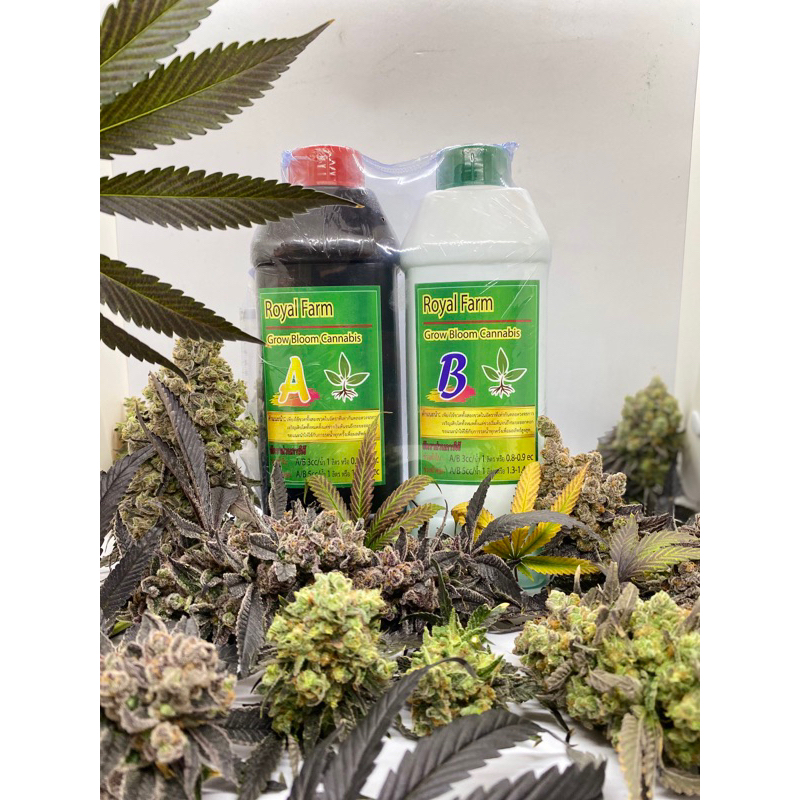 ปุ๋ยABสำหรับกัญชา420 ขายเป็นคู่อย่างละ1ลิตรรวม2ลิตร(เห็นผลภายใน4วัน)