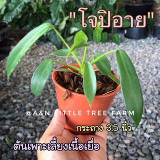 โจปิอาย ต้นเพาะเลี้ยงเนื้อเยื่อ กระถาง 3.5 นิ้ว #ต้นไม้ #ไม้ใบ