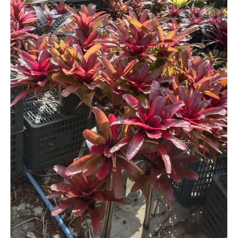 สับปะรดสี#Bromeliad#นีโอซุปเปอร์ไฟบอล 
#Neo super fireball