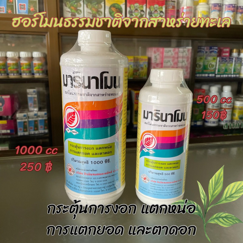 มารินาโมน ฮอร์โมนธรรมชาติจากสาหร่ายทะเล กระตุ้นการงอก แตกหน่อ