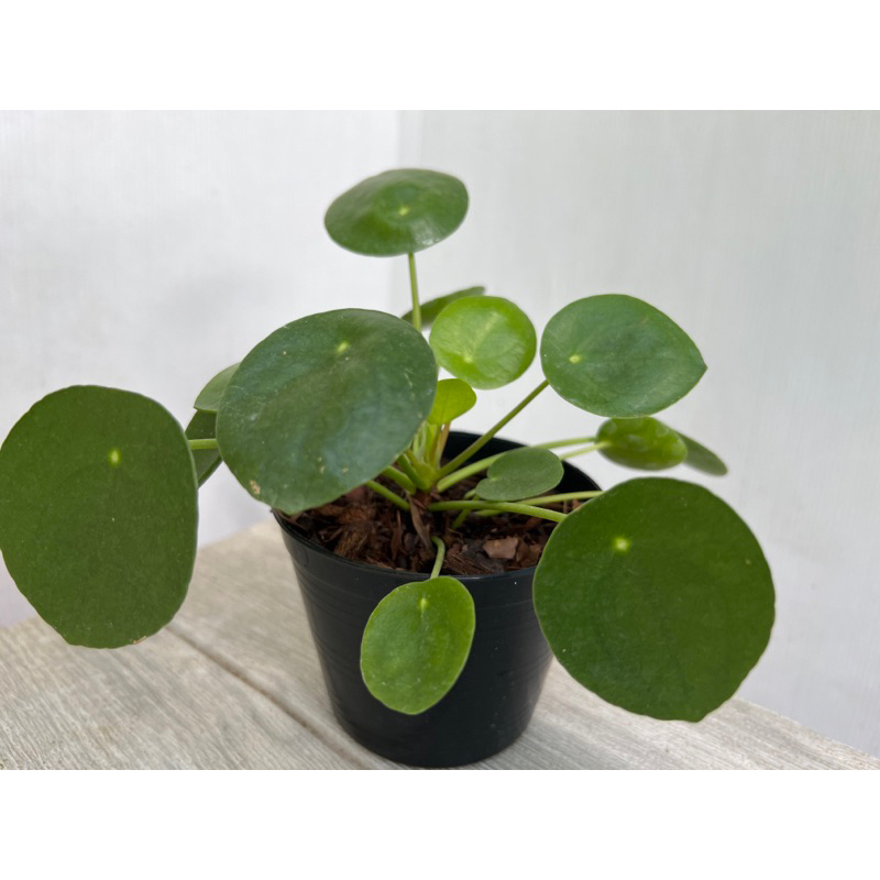 Pilea peperomioides กระถาง 4นิ้ว และ 6นิ้ว