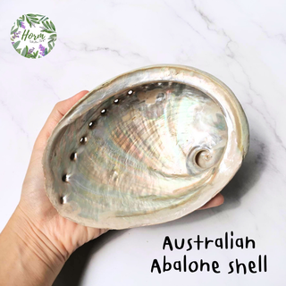 (15-16 cm.) เปลือกหอยเป๋าฮื้อ ออสเตรเลีย Australian Abalone Shell หอยอะบาโลน