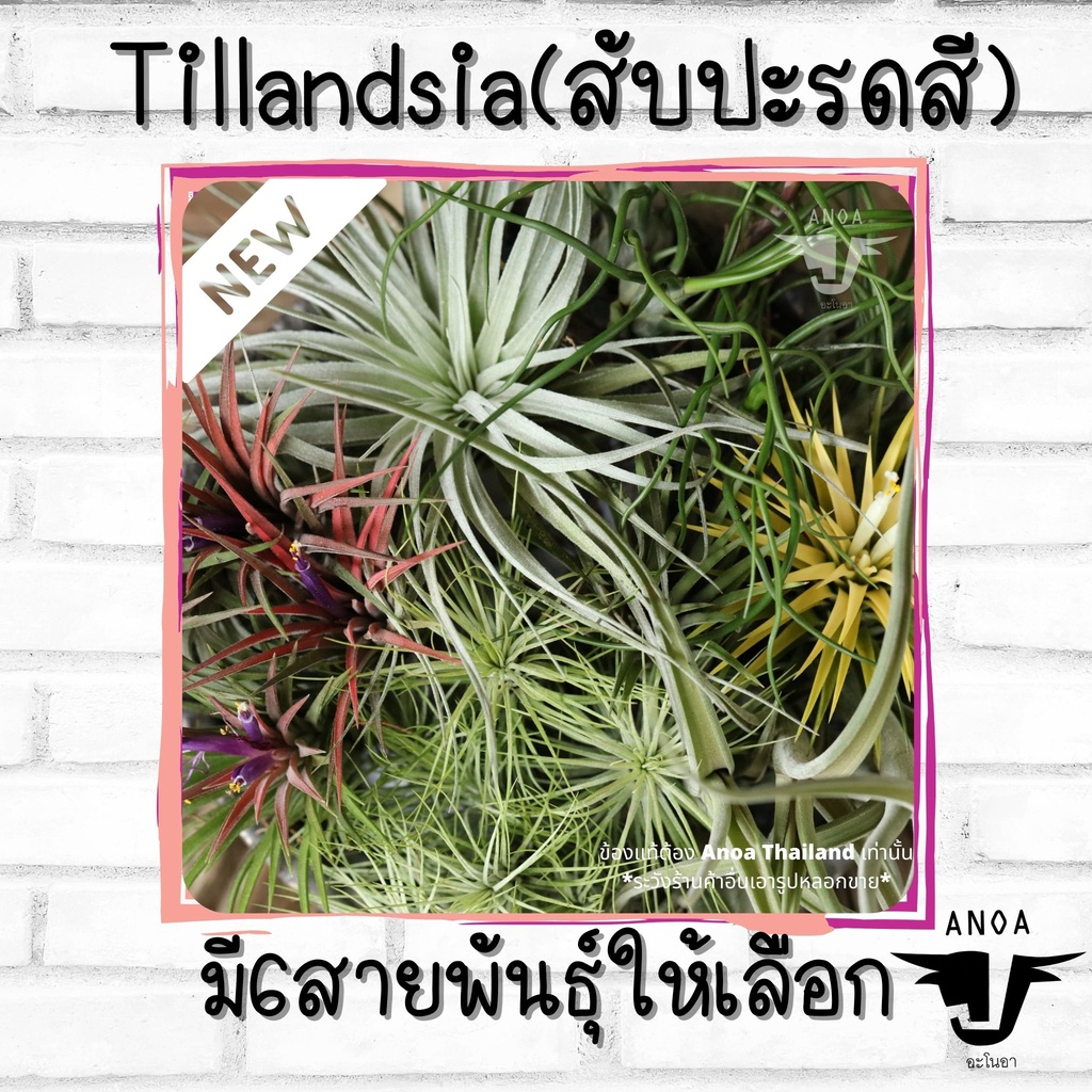 *สินค้าขายดี* Tillandsia ทิลแลนเซีย สับปะรดสี 6 สายพันธุ์ เกรด Premium ราคา ถูกที่สุด ดีลบีเคเค แกลเลอรีภาพที่ 8