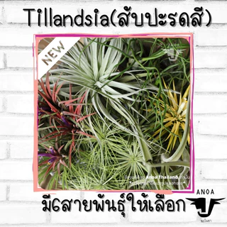 *สินค้าขายดี* Tillandsia ทิลแลนเซีย สับปะรดสี 6 สายพันธุ์ เกรด Premium