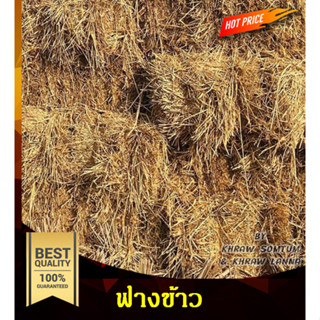 ฟางข้าว ฟางข้าวแห้ง 0.5 &gt; 1 กิโลกรัม   สินค้าชุมชน ตรงจากชาวนา ฟางข้าวเพาะเห็ด ฟางข้าวคลุมหน้าดิน ใช้ทำปุ๋ย