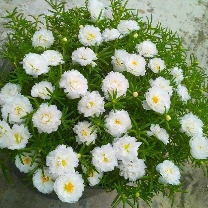 เมล็ดพันธุ์ แพรเซี่ยงไฮ้ คละสี คุณนายตื่นสาย (Rosemoss) 100 เมล็ด