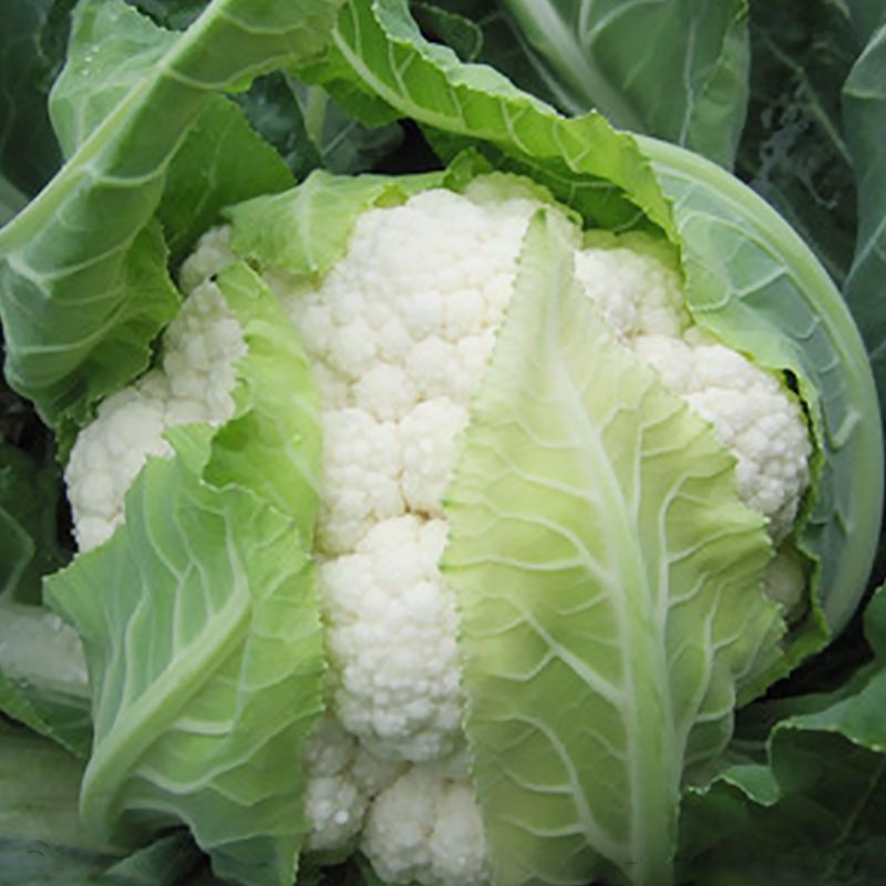 เมล็ดพันธุ์ กะหล่ำดอก 50 เมล็ด Cauliflower seed เมล็ดพันธุ์แท้ นำเข้าจากต่างประเทศ ปลูกผัก สวนครัว24