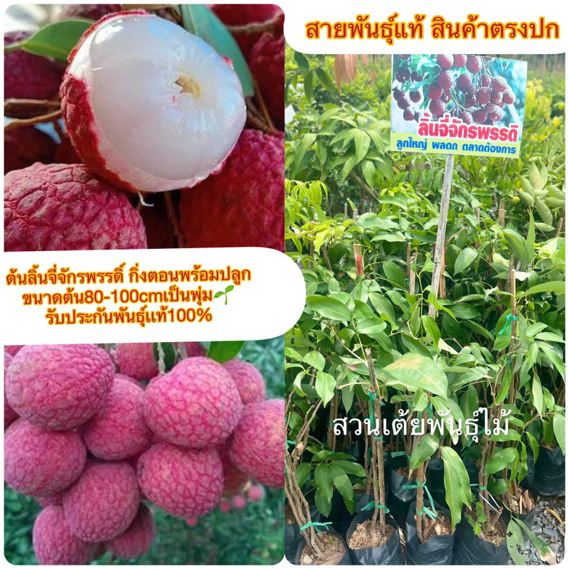 ต้นลิ้นจี่จักรพรรดิ์ กิ่งตอนพร้อมปลูก ขนาดต้น60-80cm รับประกันพันธุ์เเท้100%