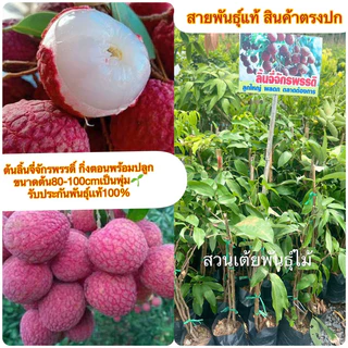 ต้นลิ้นจี่จักรพรรดิ์ กิ่งตอนพร้อมปลูก ขนาดต้น60-80cm รับประกันพันธุ์เเท้100%