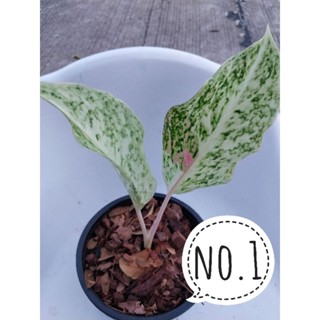 อโกลนีมาด่าง aglaonema หลักทรัพย์ด่างกลาย สีสวยมาก ไม้แรร์ หายาก เลือกต้นได้ ได้ต้นตามภาพ