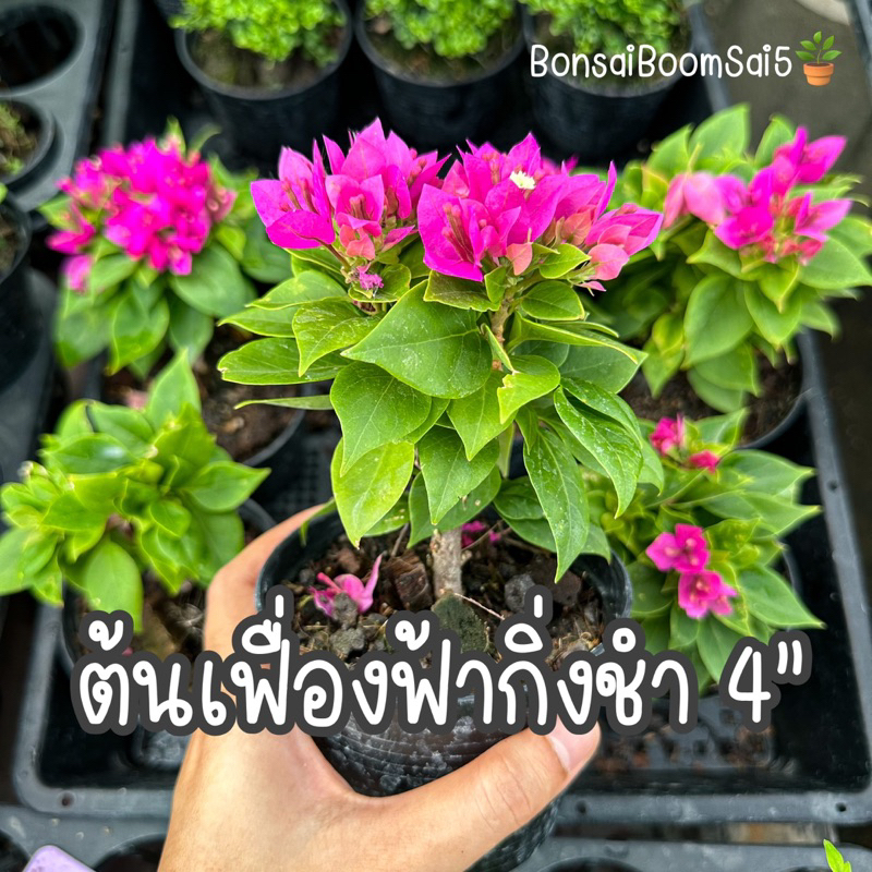 ต้นเฟื่องฟ้า เฟื่องฟ้ากิ่งชำ ไม้แดด ไม้ดอก กระถาง4นิ้ว