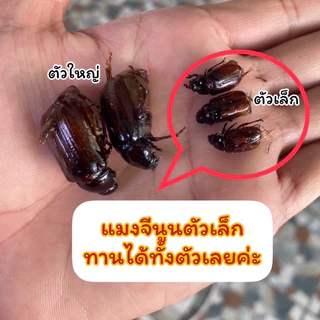 แมงจีนูนทอด(ตัวเล็กๆ) แมลงทอดซู่ซ่า ทอดตามออเดอร์เท่านั้น