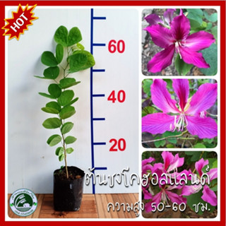 ต้นชงโคฮอลแลนด์ ชงโค ชงโคฮอลแลนด์ ต้นชงโค ชงโคฮ่องกง Hong Kong Orchid Tree