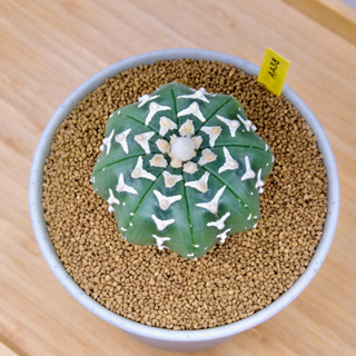 Astrophytum Asterias “V” Type - แอสโตรไฟตัม แอสทีเรียส วี ไทป์