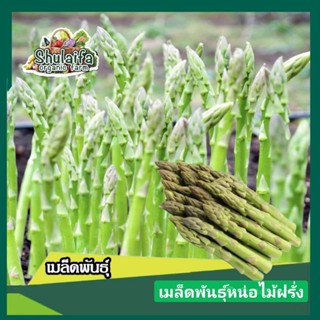 5แถม1เมล็ดพันธุ์หน่อไม้ฝรั่ง OP 80-100เมล็ด เมล็ดพันธุ์ผักต่างประเทศ เมล็ดหน่อไม้ฝรั่ง ปลูกง่าย ทนแล้ว หน่ออวบ หวานกรอบ