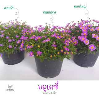 ดอกเดซี่ Daisy (F10)  *ซื้อ 10 แถม 1 คละชนิดได้ #edible flower ดอกไม้ทานได้ #บลูเดซี่#เดซี่ไข่ดาว #เดซี่ญี่ปุ่น #เดซี่ปา