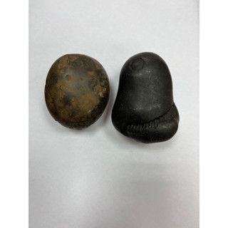 Vishnu shaligram (วิษณุจักกระแท้)