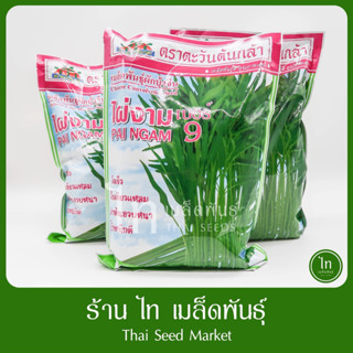 ผักบุ้ง ผักบุ้งจีน ไผ่งาม 9 ใบไผ่ เมล็ดพันธุ์ ผักบุ้ง ตรา ตะวันต้นกล้า บรรจุ 1 กิโลกรัม