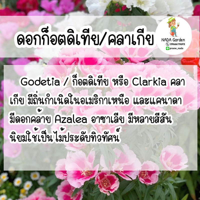 เมล็ดพันธุ์ ดอกคลาเกีย ( Godetia/Clarkia Amoena ) คละสี 250 เมล็ด สายพันธุ์แท้100% - รูปที่ 2