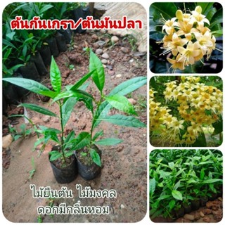 ต้นกันเกรา/ต้นมันปลา ไม้ยืนต้น ไม้มงคล ดอกสีเหลืองมีกลิ่นหอม