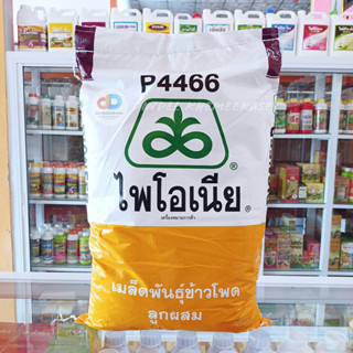 เมล็ดพันธ์ข้าวโพด ไพโอเนีย P4466 ต้นแข็งแรง ฝักใหญ่ ผลผลิตต่อไร่สูง ขนาด 10 กิโลกรัม