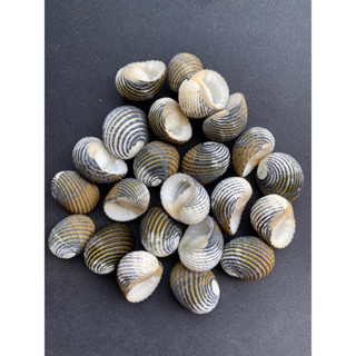 limpet sea snail black clam