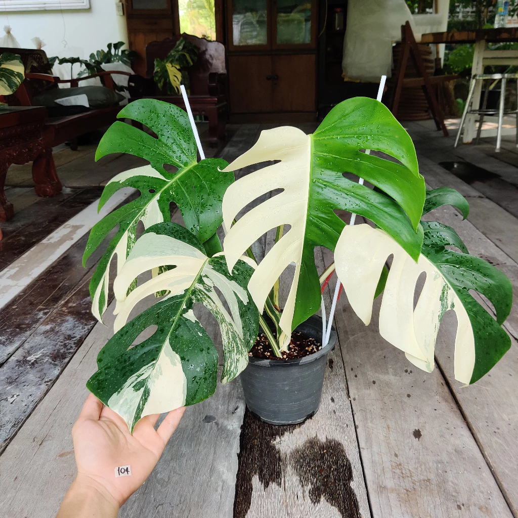 ต้นมอนสเตอร่า อัลโบ้ Monstera Borsigiana Albo (เลือกต้นได้) ไม้ด่าง ไม้ประดับ ไม้ฟอกอากาศ มอนสเตอร่าอัลโบ