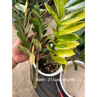 กวักมรกตด่างเหลืองลายสวยๆ /Variegated Zamioculcas zamiifolia (ZZ Plant)