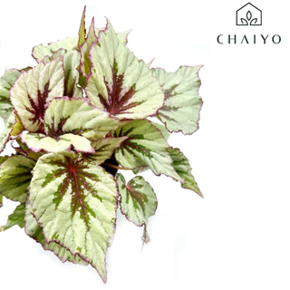 บิโกเนีย อีฟนิ่ง โกล Begonia Evening Glow