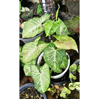 Sygonium Confitti tricolor  # เงินใหลมา คอนฟิตตี้ 3สี