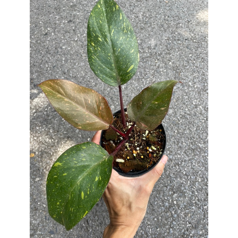 Philodendron Orange Princess