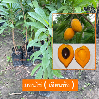 ต้นมอนไข่ ม่อนไข่ ต้นเซียนท้อ (Egg Fruit) (เพาะเมล็ด) ไม้พุ้ม ผลกินได้ (ยินดีส่งใหม่ฟรี หากสินค้าเสียหาย)