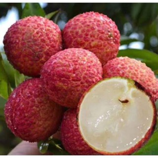 ต้นลิ้นจี่ค่อม (ไร้เมล็ด)🍒เสียบยอด 40-50 ซม.🍒ต้นเตี้ย ติดผลเร็ว เปลือกตึงกรอบ รสหวาน ปลูกง่าย ปลูกได้ทุกพื้นที่