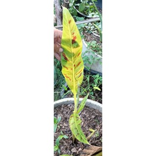 กล้วยเถื่อนเม็ดแดงด่างเหลือง Musa Acuminata Colla Subsp