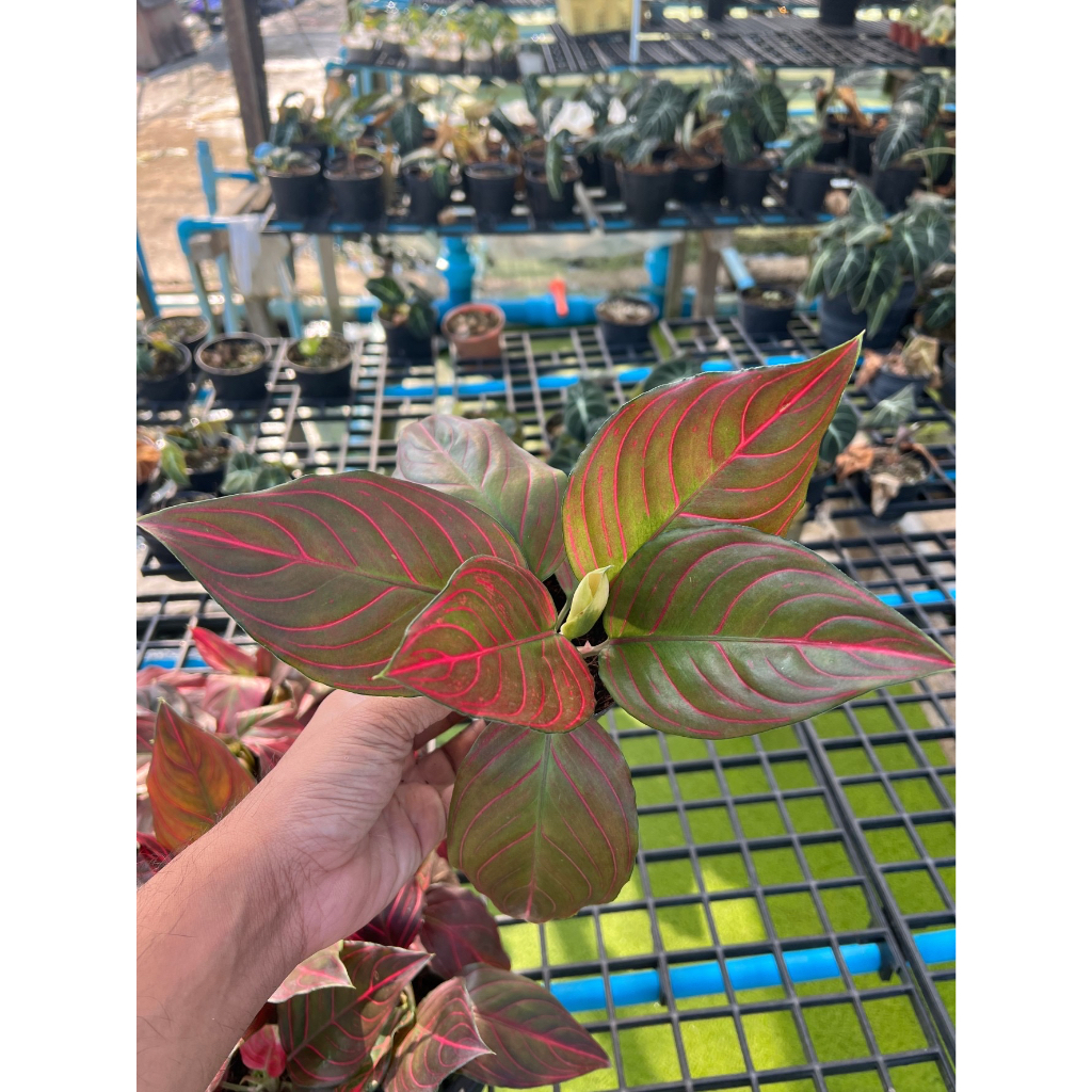 มุมมอง 2