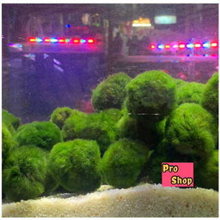 🔥 มาริโม๊ะ marimo mossball🍃🌱ของแท้💯 พร้อมส่ง 👌