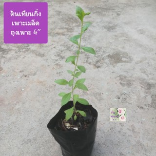 ต้นเทียนกิ่ง Henna Tree, Mignonette Tree, Sinnamomo ถุงเพาะ 4"เป็นพืชสมุนไพร ออกดอกเป็นพวงสีขาว กลิ่นหอมมากก