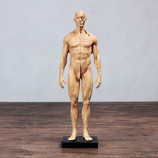 โมเดลหุ่นอนาโตมี่ หุ่นแสดงกล้ามเนื้อ ชาย หญิง Human Body Muscle Anatomical Model Medical Teaching Anatomy Model 30cm