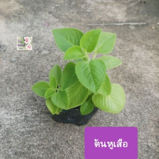 ต้นเนียมหูเสือ ใบหูเสือ Indian borage ถุงเพาะ 3" เป็นสมุนไพรไทย มีกลิ่นหอมฉุน นิยมนำมาปรุงอาหารคาวและหวานและทำเป็นยา