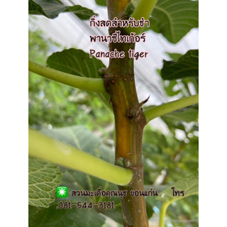 กิ่งสดสำหรับชำ กิ่งลายลูกลาย พานาซีไทเกอร์/panache tiger figs cuttings