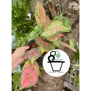 ต้นอัญมณีแดง หรือ อโกลนีมา Aglaonema
