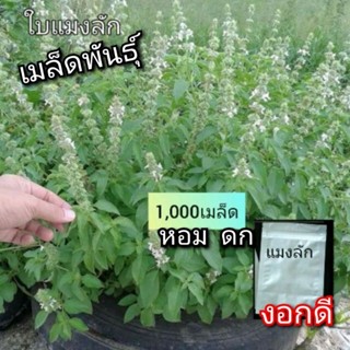 เมล็ดใบแมงลัก1,000เมล็ด เมล็ดผักสวนครัวเมล็ดพันธุ์ดี เมล็ดผัก ปลูกง่าย ปลูกในกระถางได้ เมล็ดสดใหม่ งอกดี พร้อมส่ง