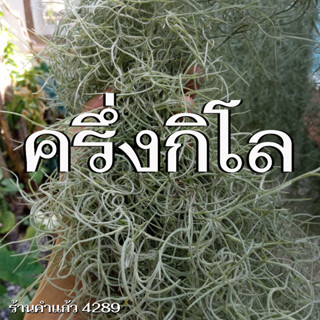 ต้นเคราฤาษีแบบชั่งกิโล (0.5 กิโลกรัม) หนวดฤาษีคัดพิเศษ ความยาว 70-90 ซม. (Spanish Moss) ต้นไม้ฟอกอากาศ ราคาถูก