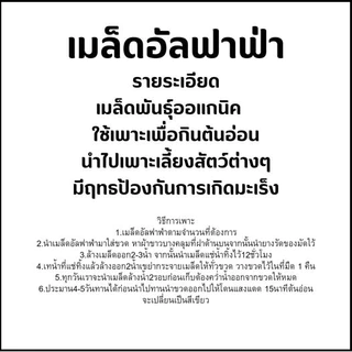 เมล็ดพันธุ์ อัลฟัลฟา 1000 กรัม Alfalfa seeds เมล็ดใหม่คัดพิเศษ
