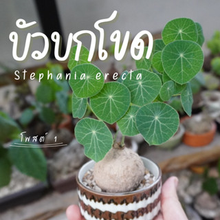 บัวบกโขด แตกใบแล้ว เลือกหัวได้มีหลายขนาด 3-7cm / Stephania erecta *อัพเดทรูป 25/7/66