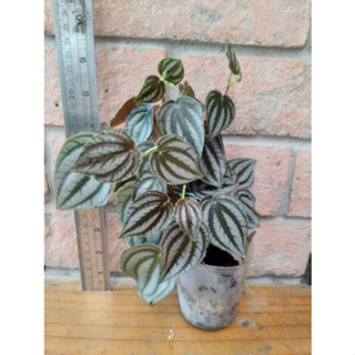 เปปเปอร์โรเมียแตงโมสีเงิน peperomia turboensis  (กระถาง 2.5นิ้ว)